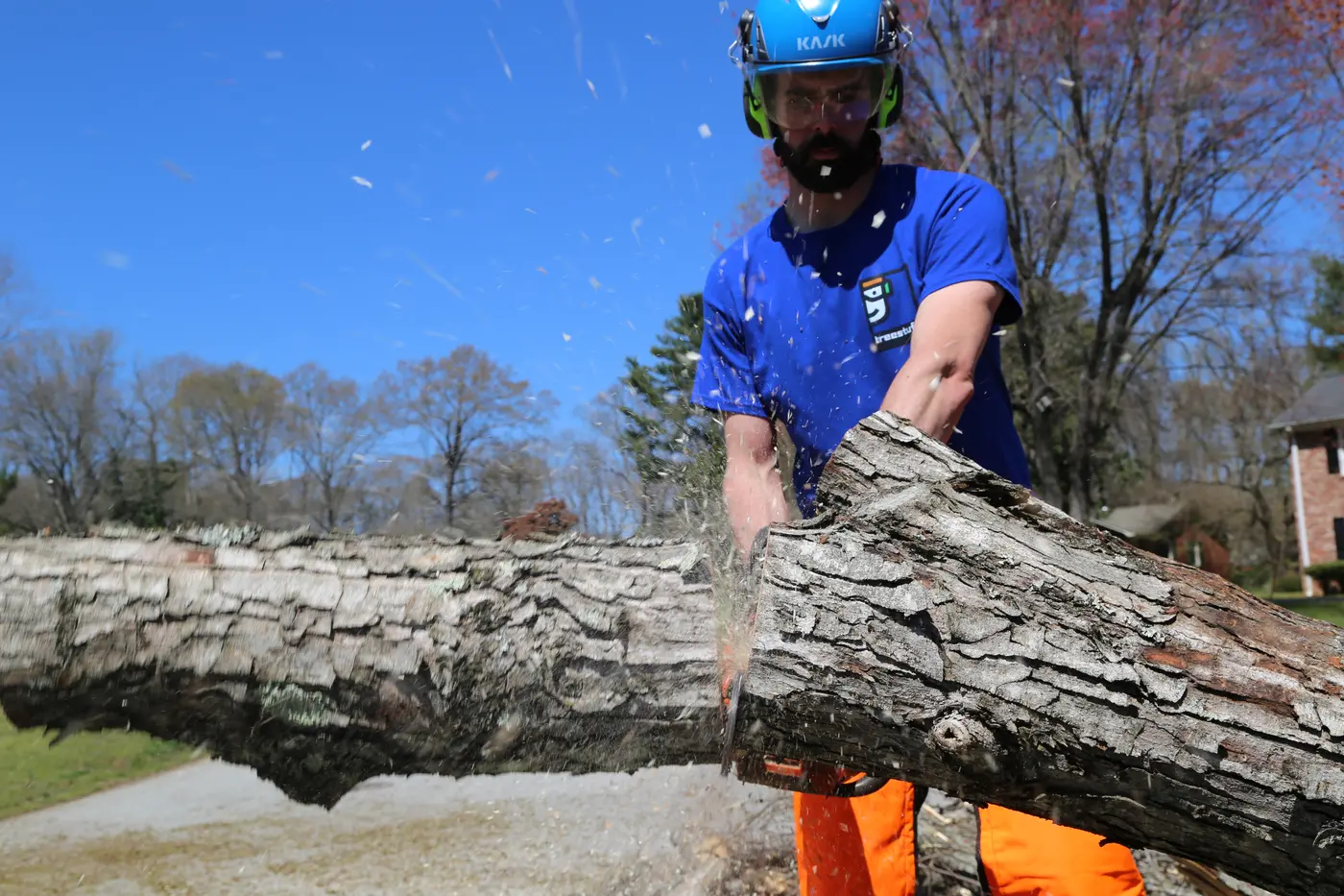 An arborist cutting a felled tree