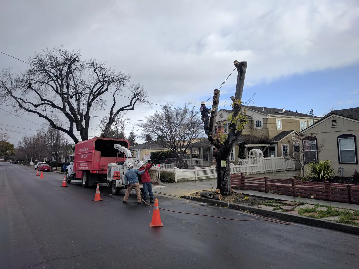 Tree removal with a climber and ground crew