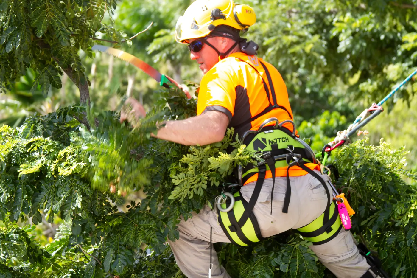 An arborist pruning branches